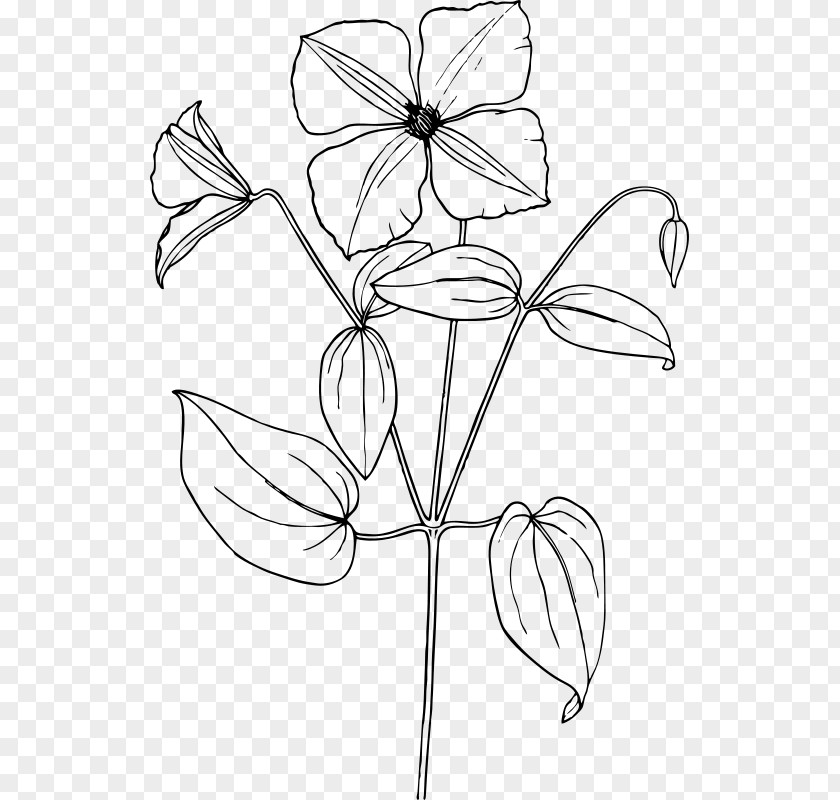 Herbaceous Plant Coloring Book Flower Line Art PNG