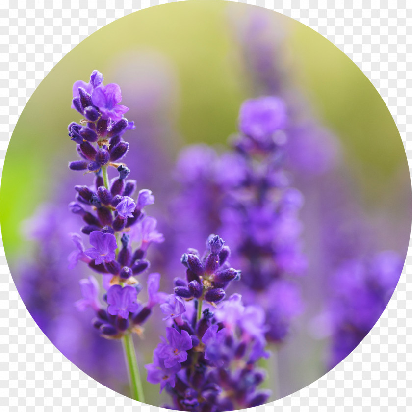 Lavender English French Lamiaceae Flower PNG