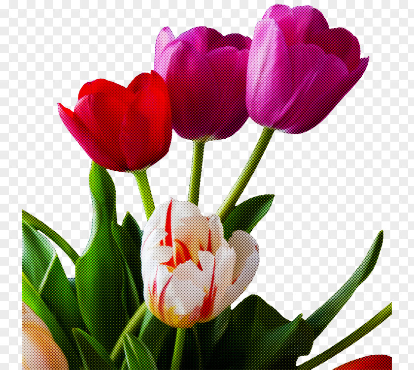 Plant Stem Pink Flower Flowering Petal Tulip PNG