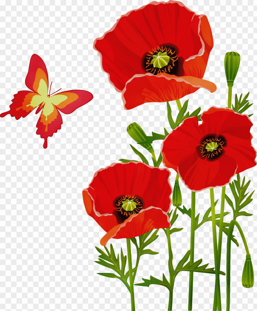 Poppy Oriental Flower Flowering Plant Red Coquelicot PNG