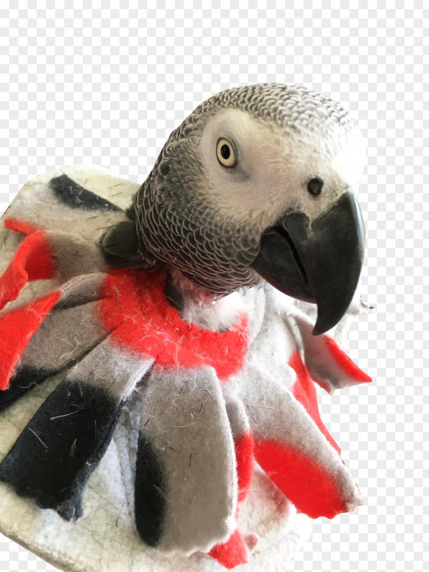 African Grey Macaw Parrot Bird Feather-plucking PNG