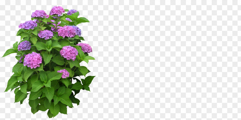 Bushes Flowerpot Plant Clip Art PNG