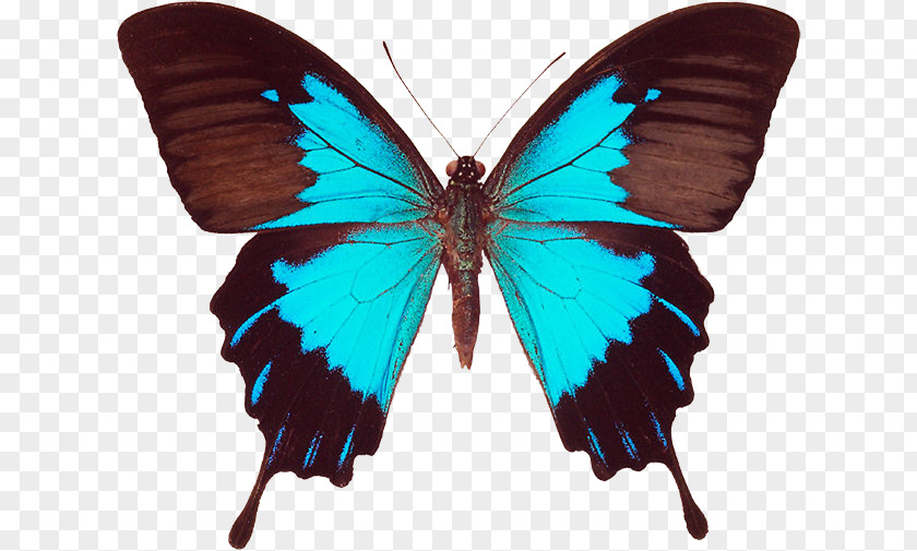 Butterfly Ulysses Black Swallowtail Old World PNG