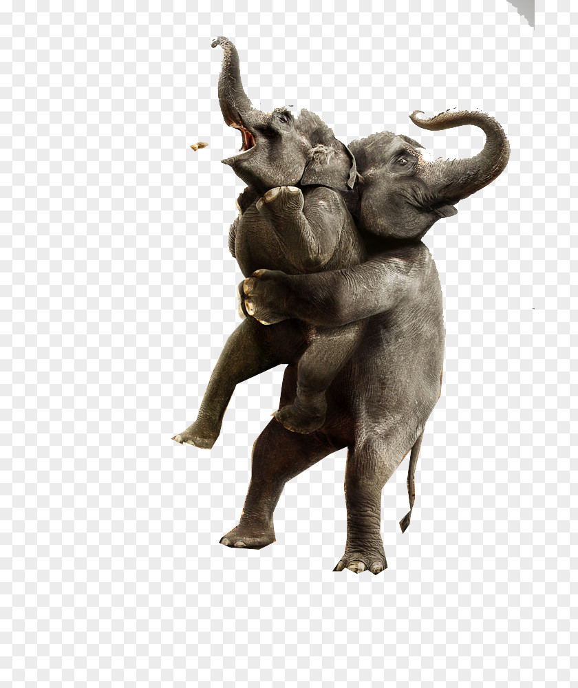 Elephant Picture Advertising Campaign Humour Printing Advertisement Film PNG