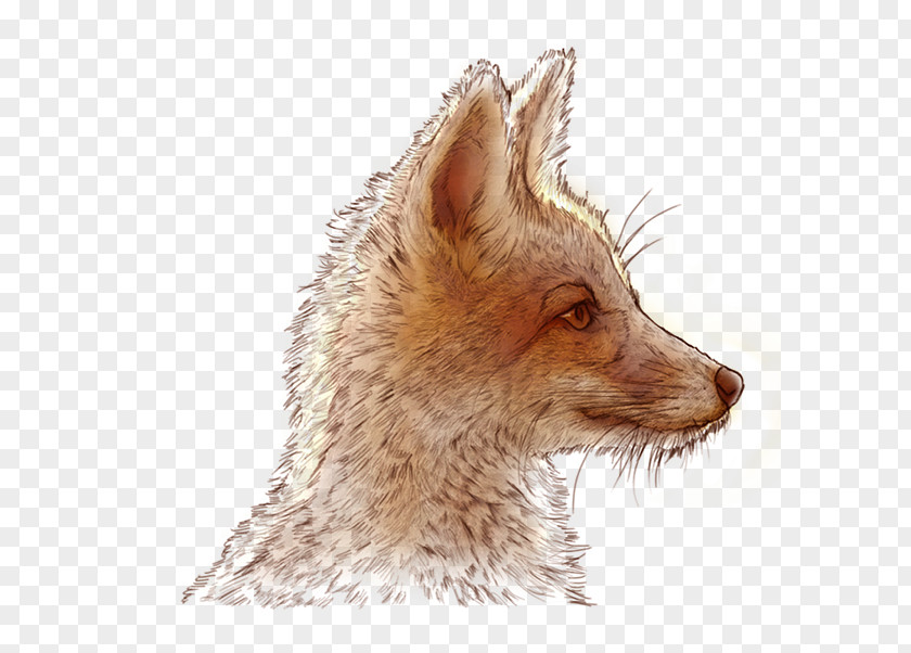 Illustration Little Prince Red Fox Whiskers Fur Jackal Fauna PNG
