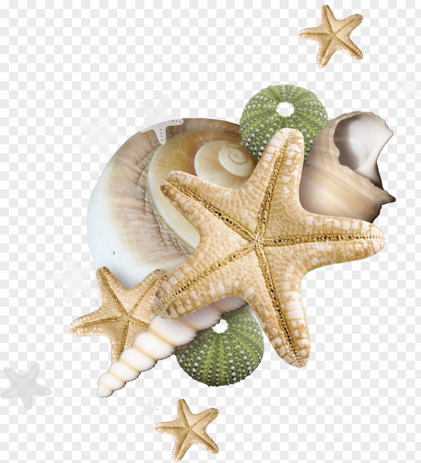 Starfish Seashell Beach Clip Art PNG