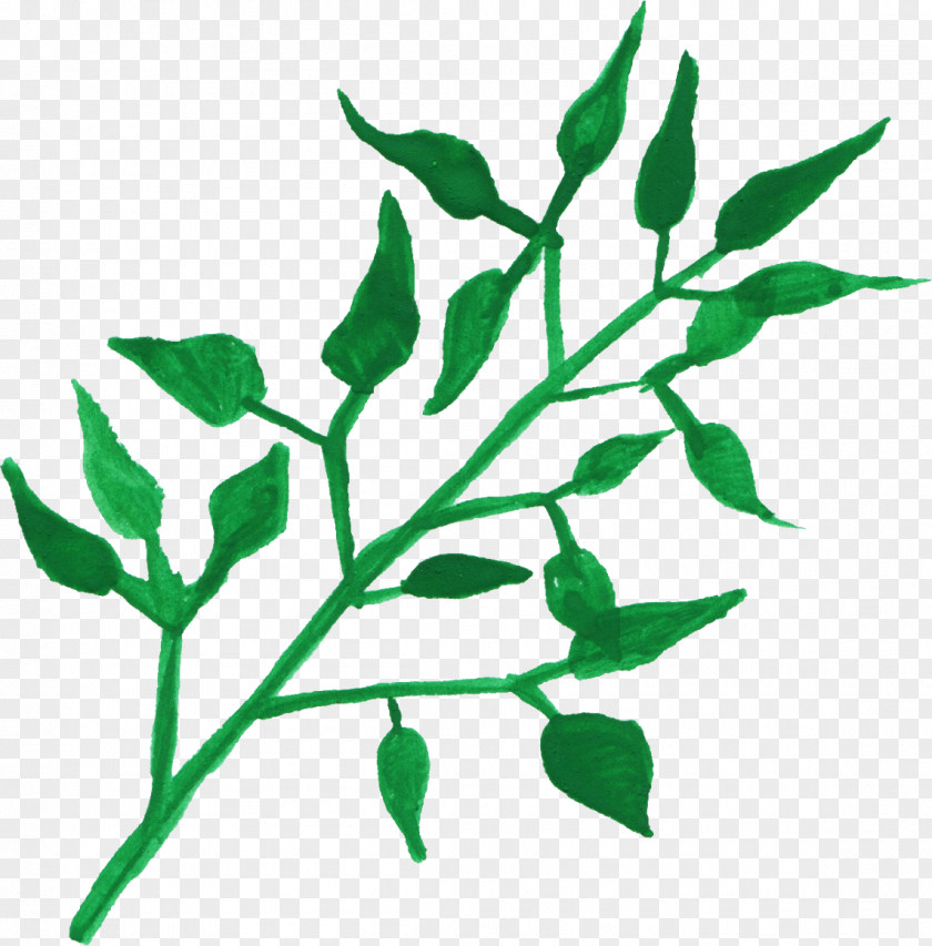 Watercolor Leaves Leaf Plant Stem Painting PNG
