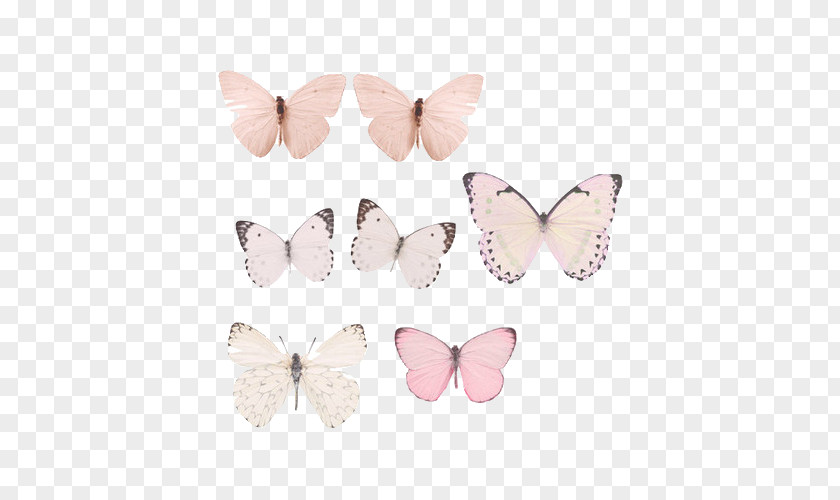 Butterfly Pastel Drawing Image Paper PNG