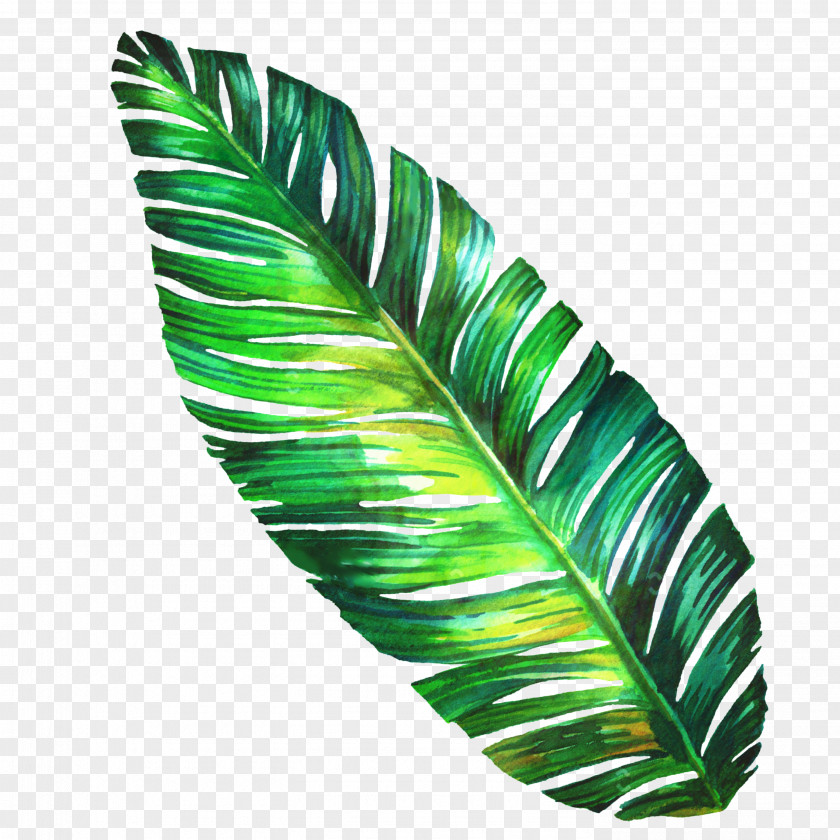 Vascular Plant Green Leaf Watercolor PNG