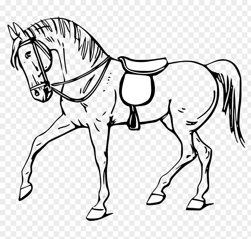 Animal Outline Tennessee Walking Horse Drawing Show Jumping Clip Art PNG