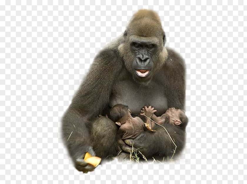Gorilla Clipart Animal Ape Harambe Hug PNG