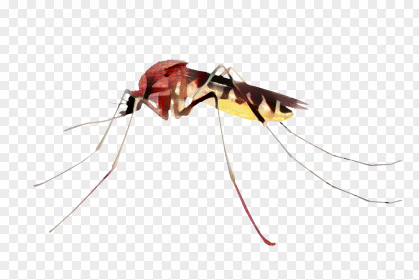 Fly Membranewinged Insect Mosquito PNG