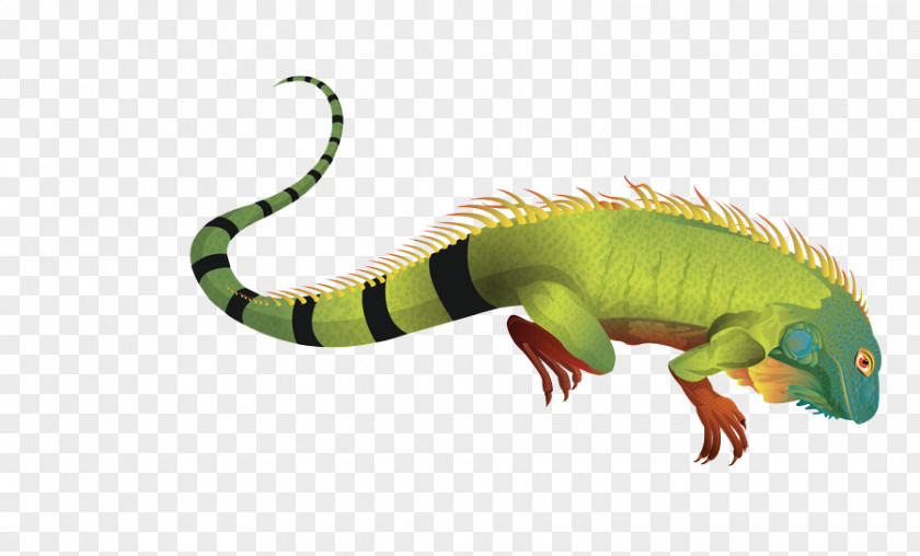 Iguana Pic Green Lizard PNG