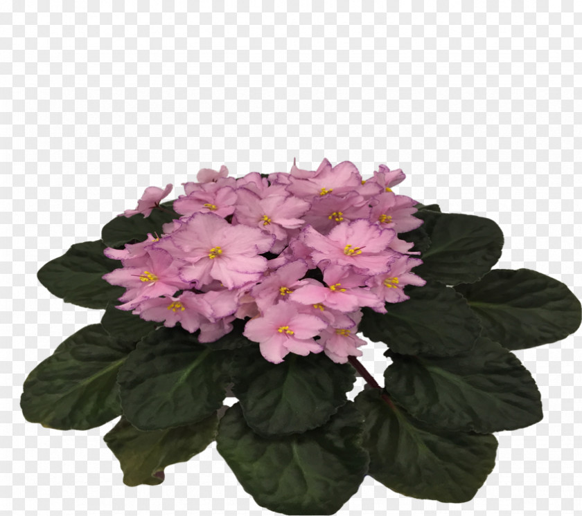 African Violet Cut Flowers Pink M Annual Plant Herbaceous PNG