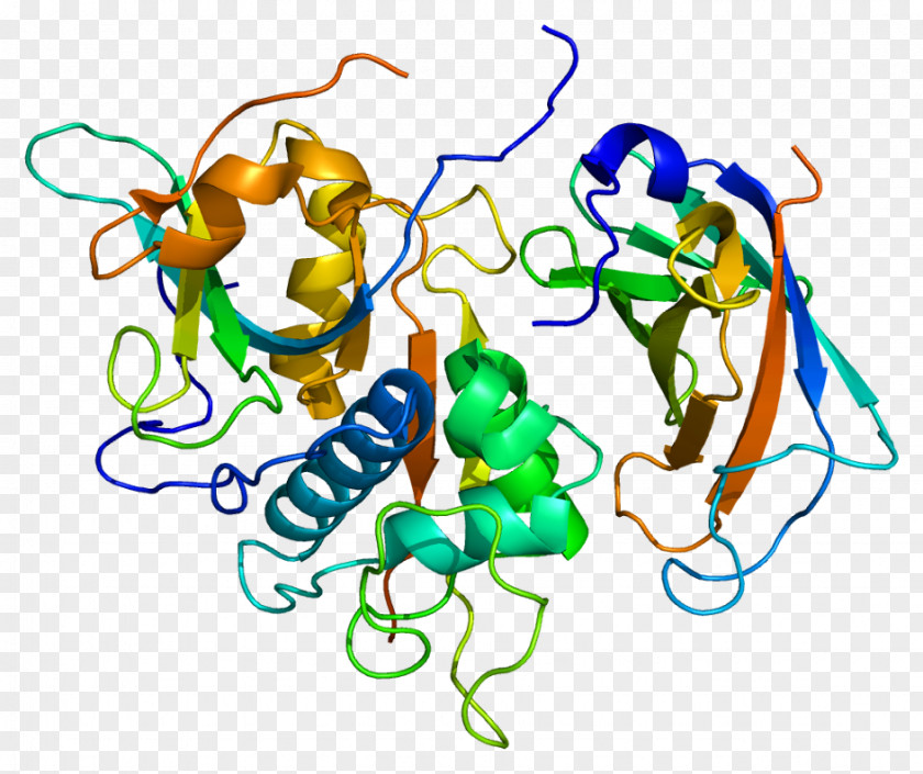 Cathepsin C G Protease B PNG