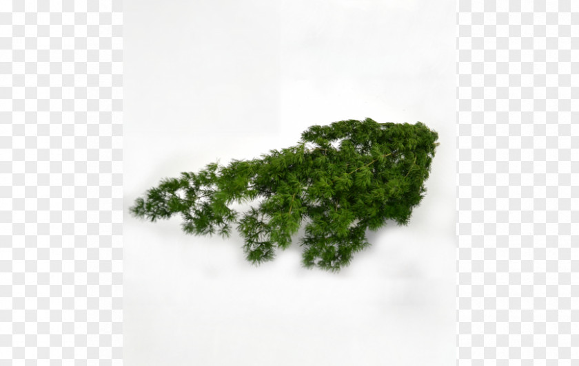 Leaf Herb Tree PNG