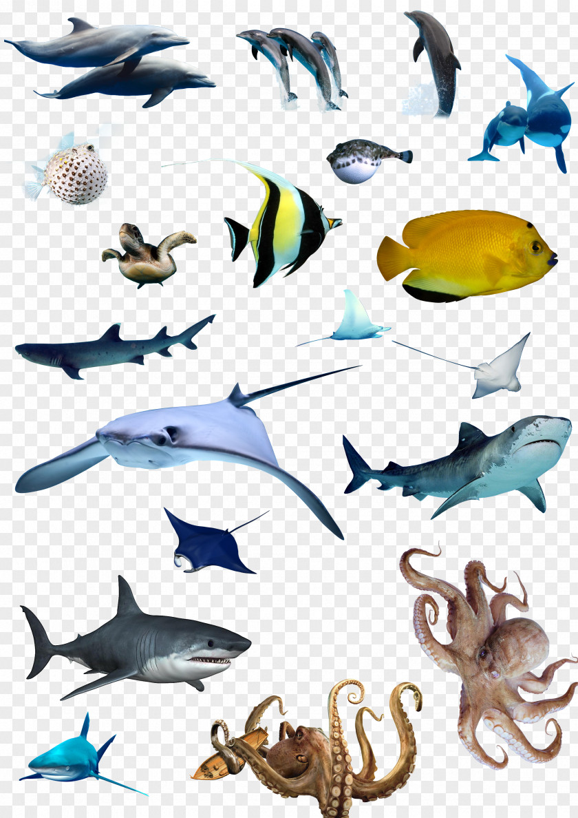 Ocean Fish Marine Biology Download PNG
