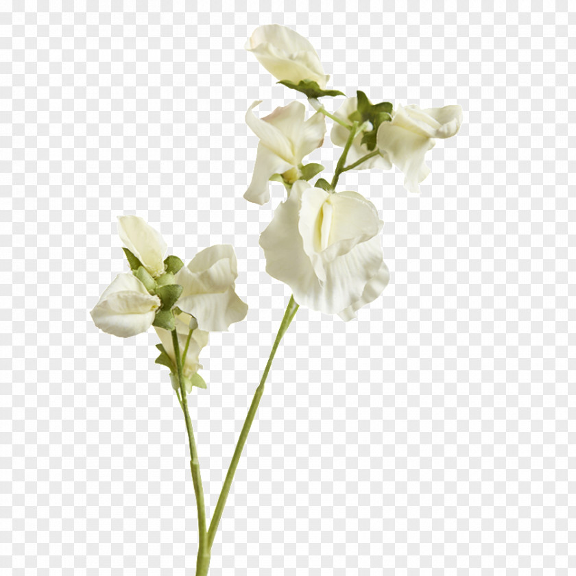 Design Moth Orchids Cut Flowers Floral Plant Stem PNG