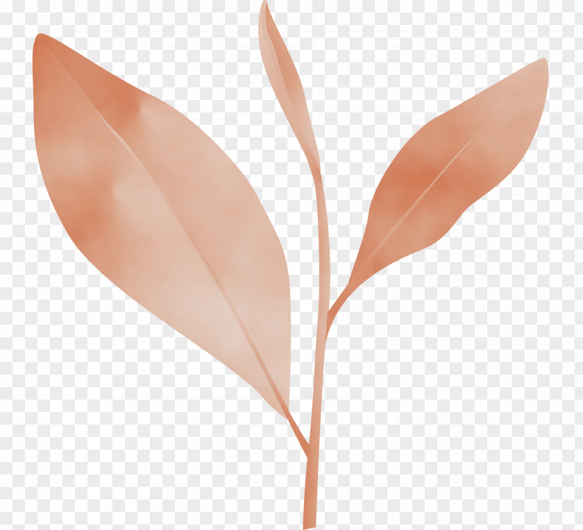 Leaf Flower Plant Tree Anthurium PNG