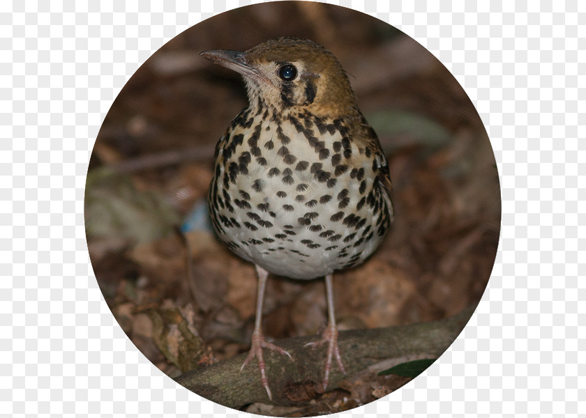 Red Mangrove Krantzkloof Nature Reserve Bird Flora Fauna Sparrow PNG