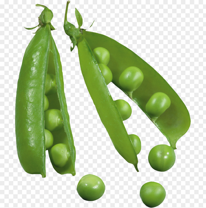 Seed Pod Snap Pea Clip Art Green Vegetarian Cuisine PNG