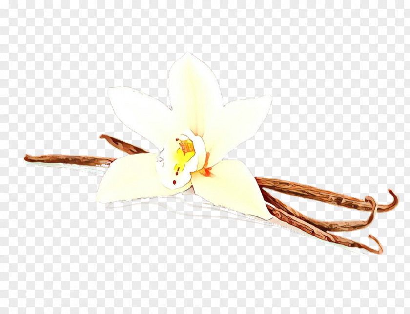 Flower Plant Vanilla PNG