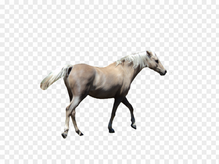 Mustang Foal Pony Stallion Arabian Horse PNG