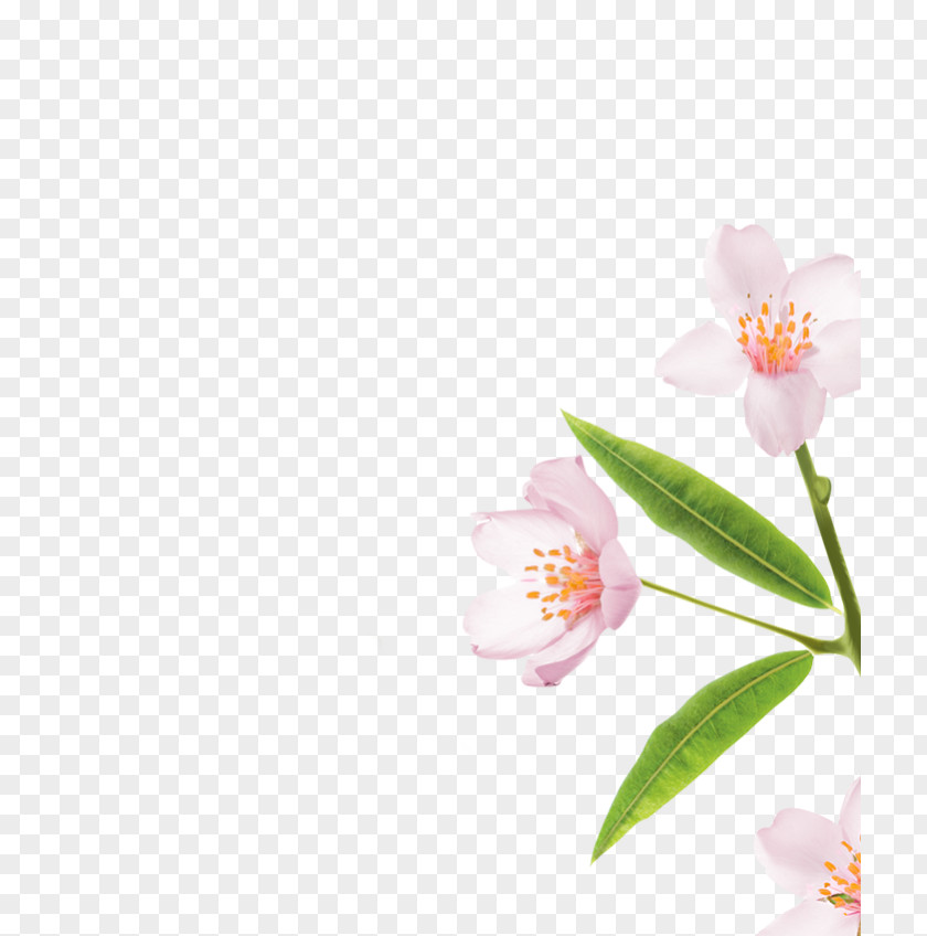 Prunus Dulcis Moth Orchids Cherry Blossom Petal Pink M PNG
