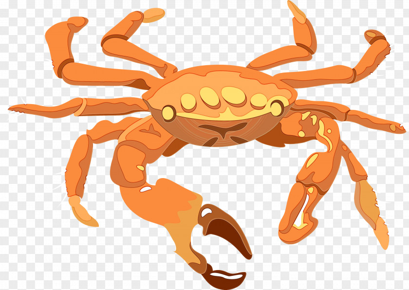 Animal Figure Decapoda Orange PNG