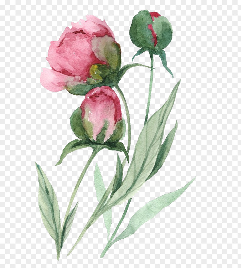 Pink Family Tulip Watercolor Flowers PNG