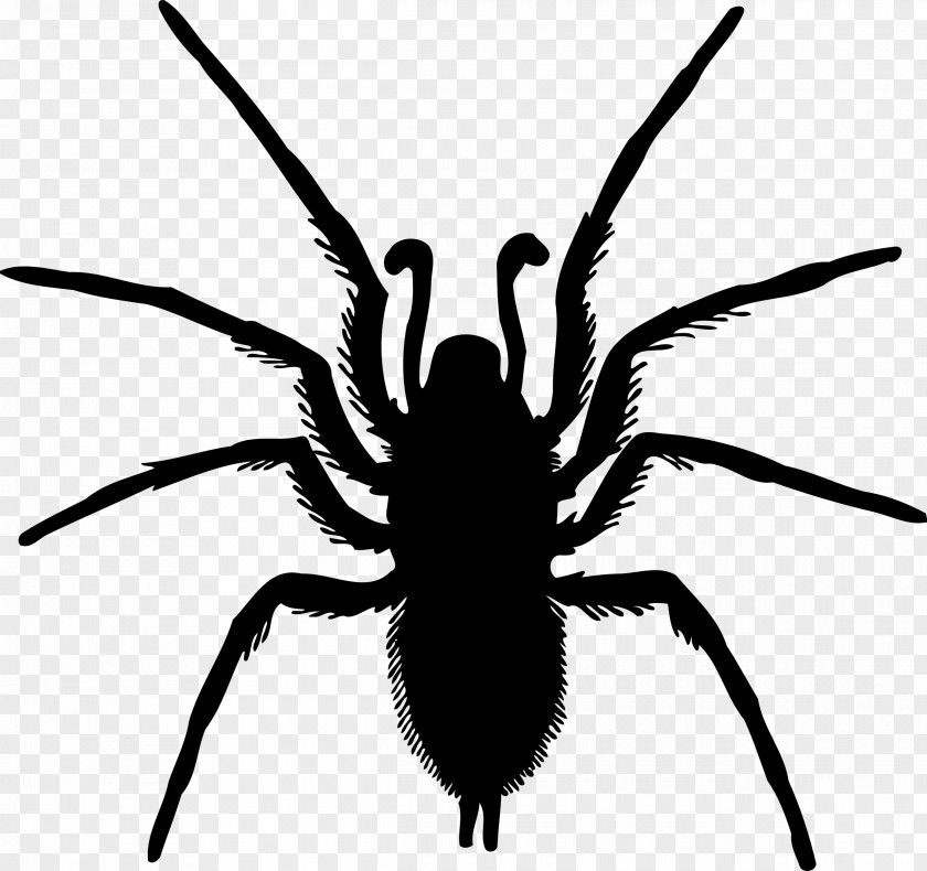 Spider Silhouette Drawing PNG