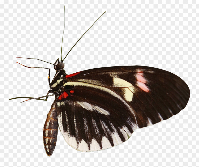 Butterfly Heliconius Charithonia PNG