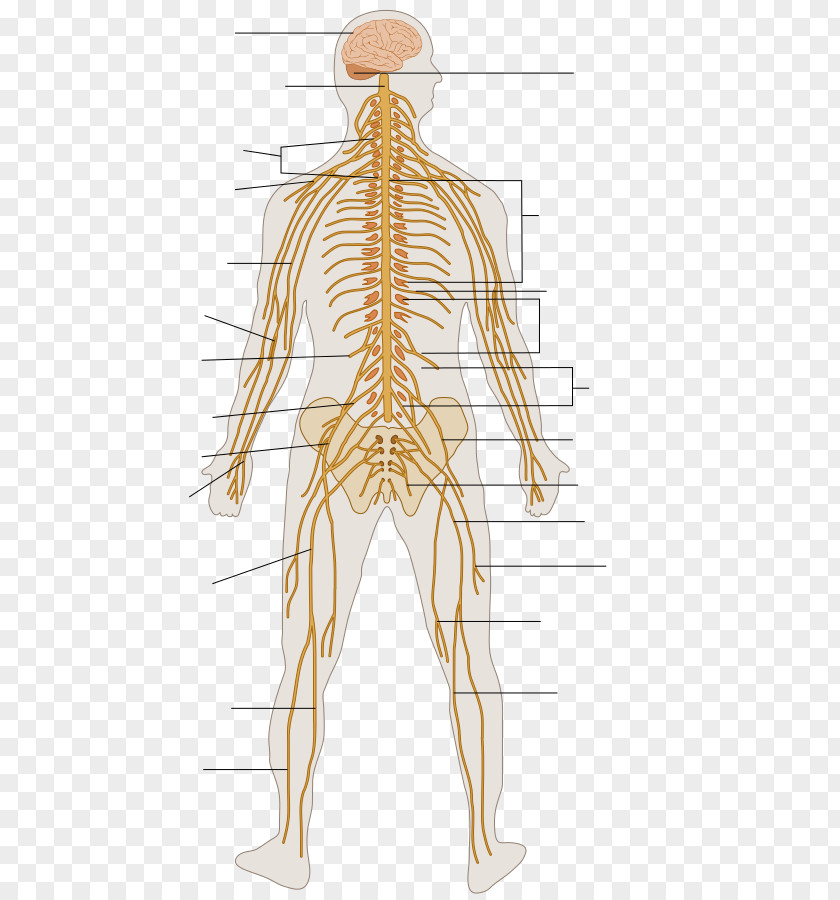 Peripheral Nervous System Human Body Organ Outline Of The PNG nervous system body of the human system, clipart PNG