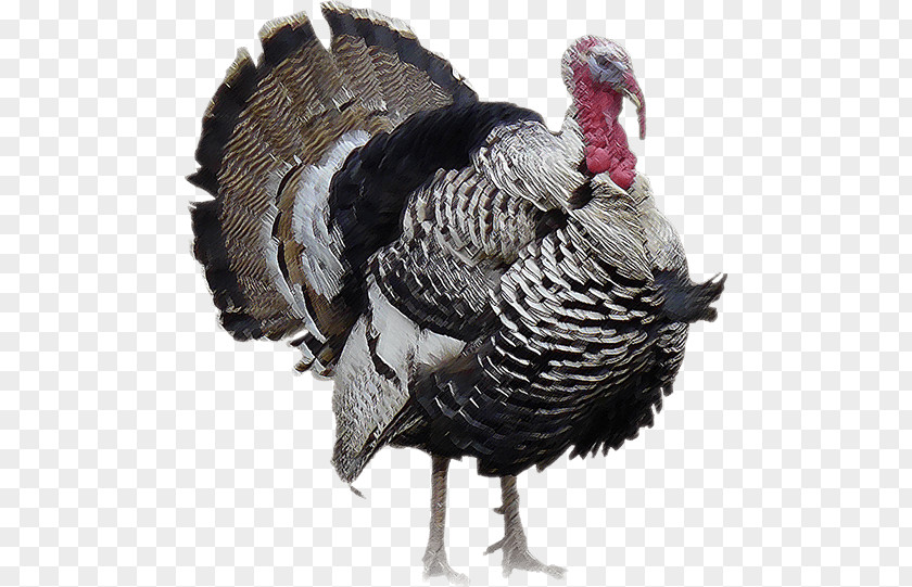 Turkey Bird Thanksgiving Middle East PNG