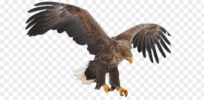 Bird Premoldeados El Aguila SRL Bald Eagle Blyth's Hawk-eagle PNG