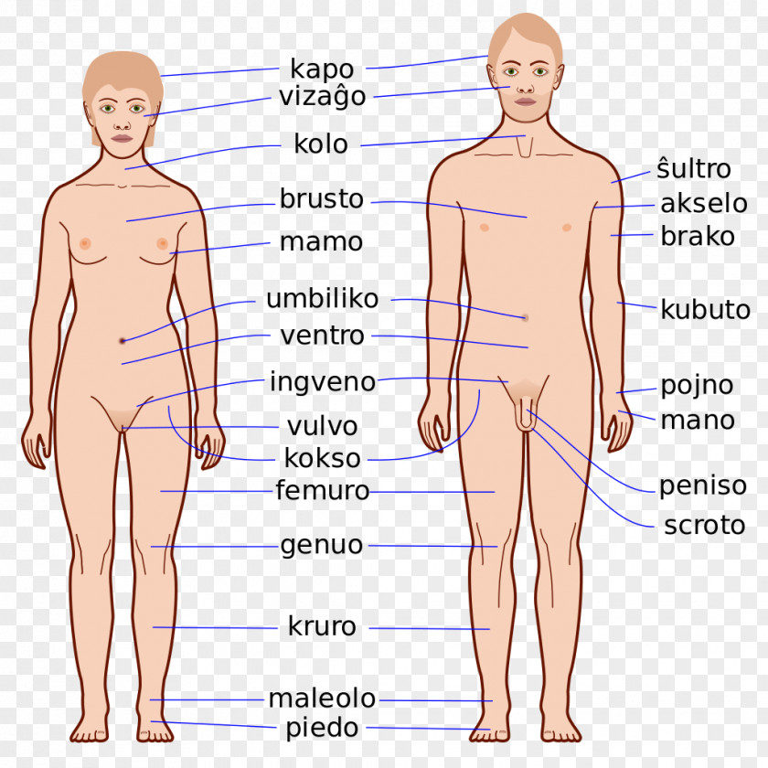 Body Human Finger Homo Sapiens Anatomy Physiology PNG