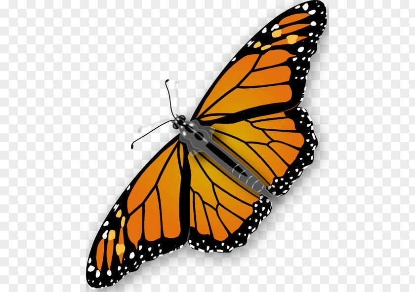 Free Butterfly Pictures Clip Art PNG