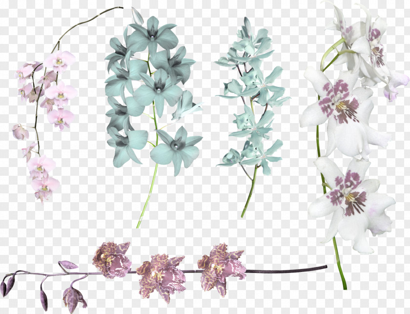 Jasmin Flower Cut Flowers Floral Design Violet Lilac PNG