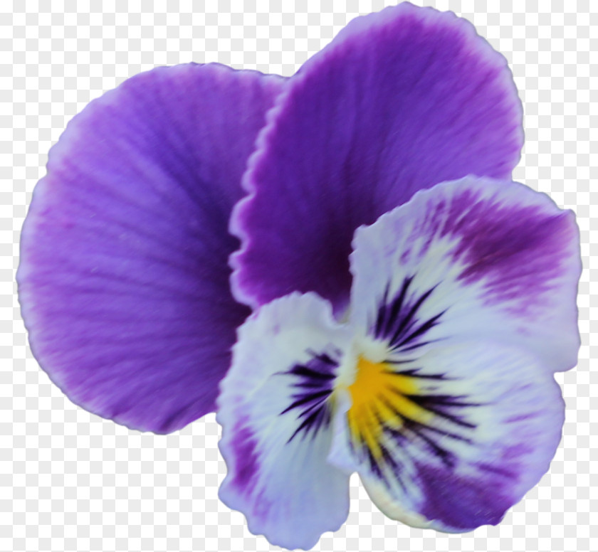 Violet Pansy Flower Clip Art PNG