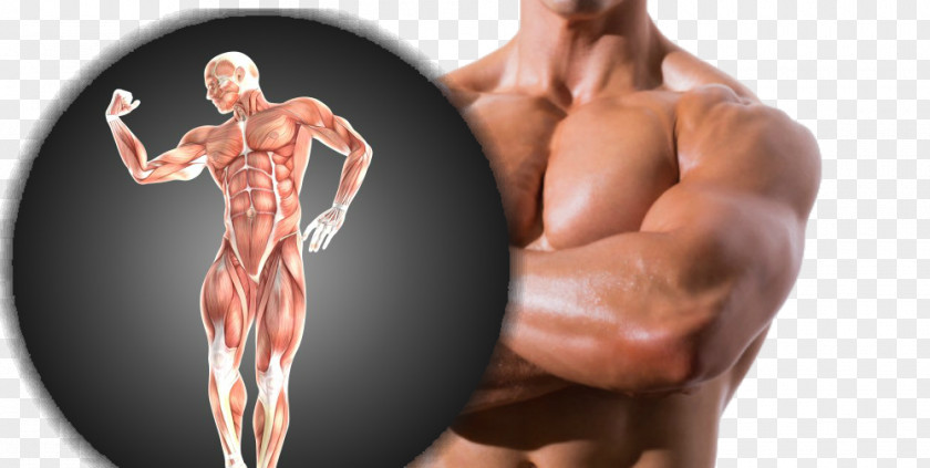 Bodybuilding Deltoid Muscle Anatomy Asento PNG
