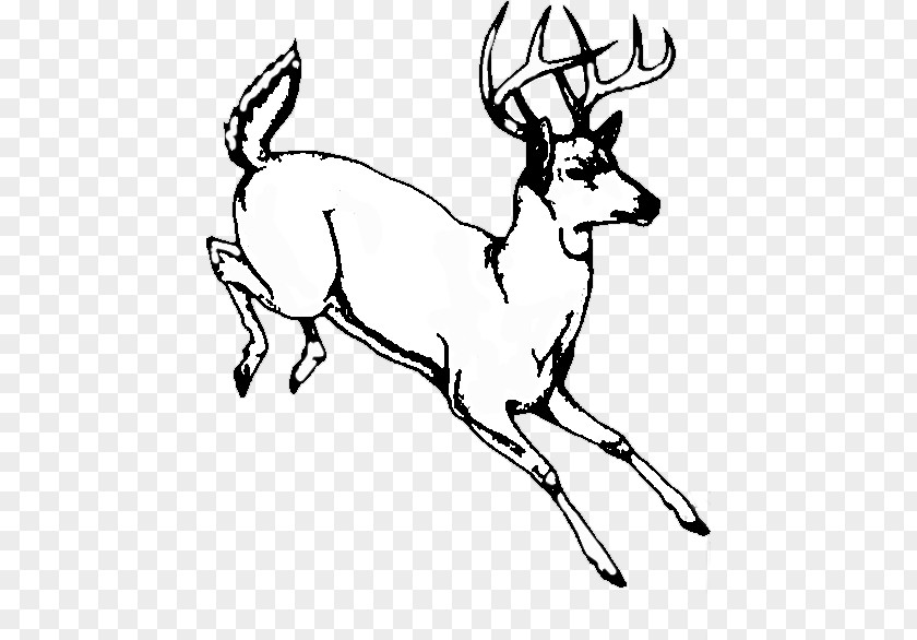 Deer White-tailed Line Art Drawing Image PNG