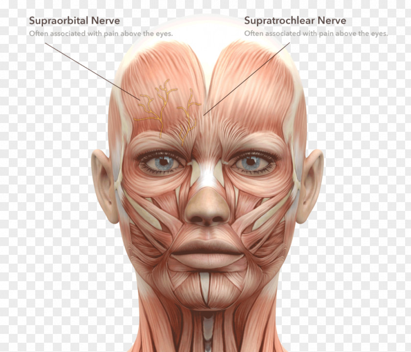 Face Facial Muscles Human Body Head And Neck Anatomy PNG