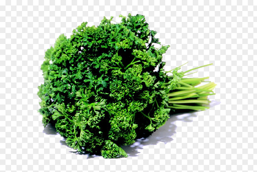 Parsley Leaf Vegetable Karpas Herb PNG