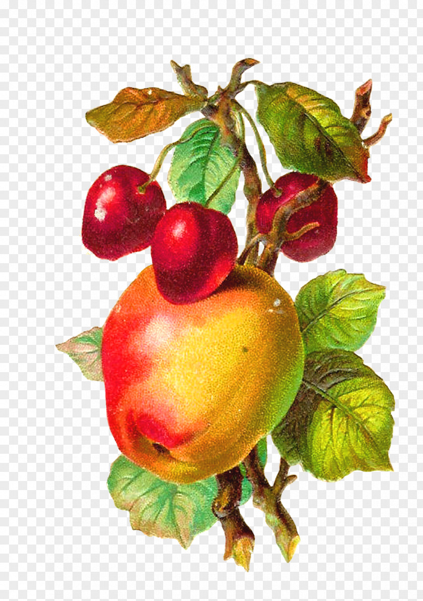 Peach Branch Fruit Apple Vintage Clothing Clip Art PNG