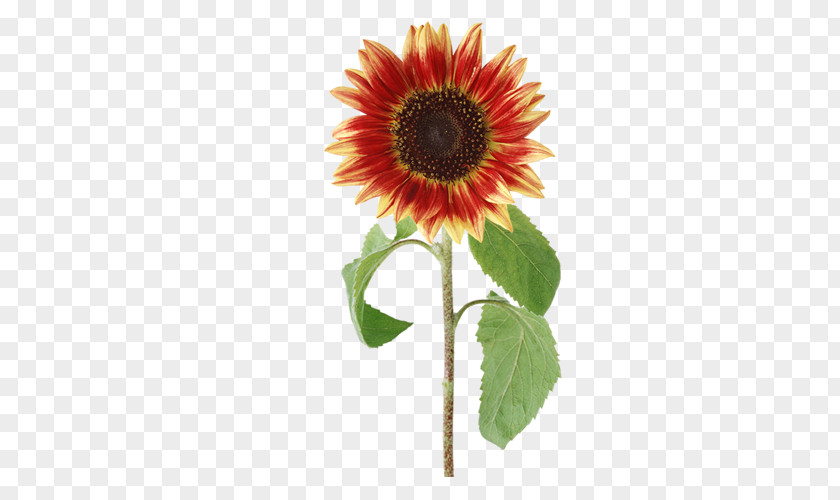 Sunflower Common PNG