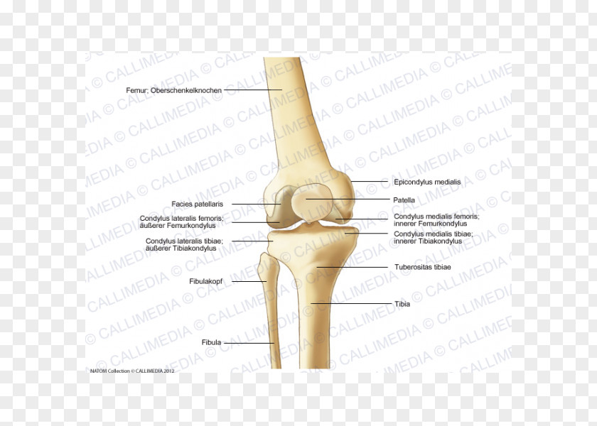 360 Degrees Knee Bone Anatomy Human Skeleton Lateral Epicondyle Of The Femur PNG