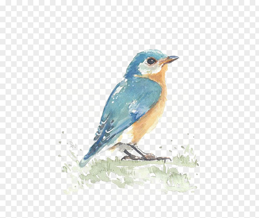Birds Hummingbird Watercolor Painting Visual Arts PNG