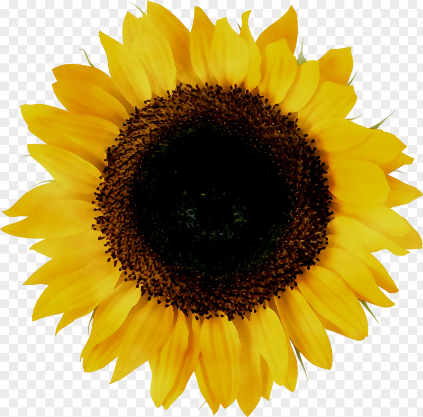 Common Sunflower Vector Graphics Illustration Stock Photography Royalty-free PNG