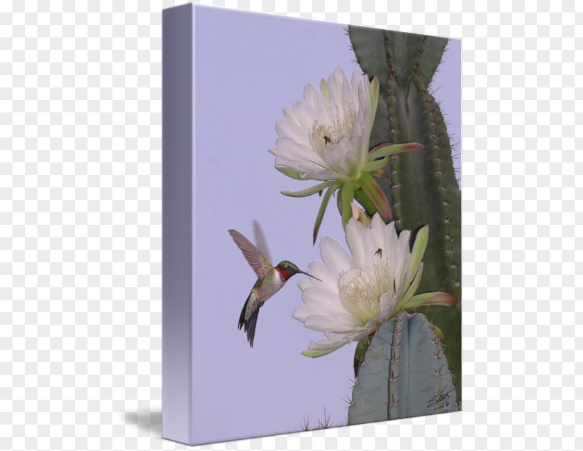 Watercolor Succulent Hummingbird Cactaceae Flower Desert Botanical Garden PNG