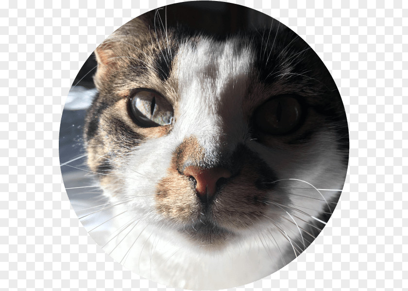 Cat Whiskers Domestic Short-haired Tabby Fur PNG